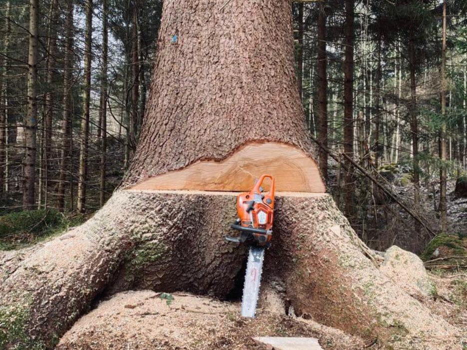 Holzfällung_Unterkategorie-min