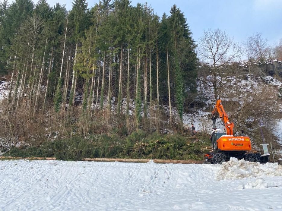 Problembaumfällung_Keckeis-Forstbetrieb