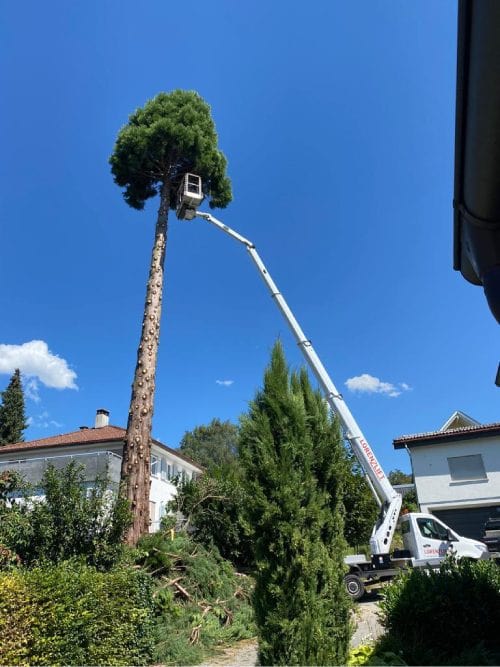 Baumtransport